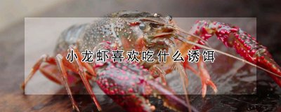 小龙虾喜欢吃哪种诱饵 小龙虾吃什么