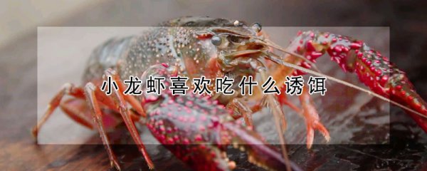 小龙虾喜欢吃哪种诱饵