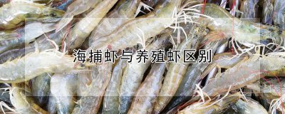 海捕虾和养殖虾有什么不同 海捕虾与虾养殖的区别是什么？