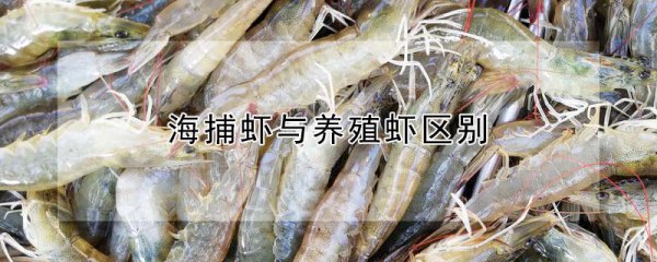 海捕虾和养殖虾有什么不同