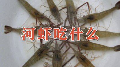 河虾吃什么 河虾的食物来源是什么？