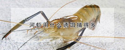 河虾用哪种诱饵捕的多 哪种诱饵适合捕捞河虾效果更好
