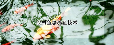 农村鱼塘怎么养鱼 如何在农村鱼塘中养鱼？