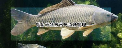 鲤鱼养殖技术与鱼塘管理 鲤鱼养殖与鱼塘管理技术
