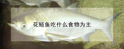 花鲢鱼吃哪些食物为主 花鲢鱼的主要饮食是什么？