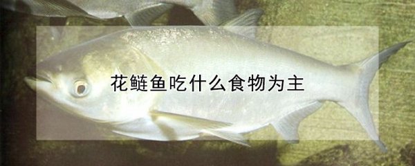 花鲢鱼吃哪些食物为主