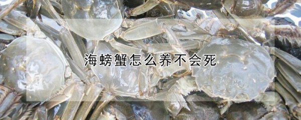 海螃蟹如何养殖不会死