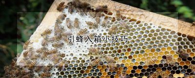引蜂入箱小技巧 引蜂入箱小窍门
