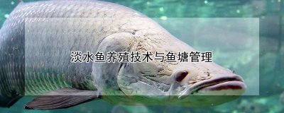 淡水鱼养殖技术与鱼塘管理 淡水鱼养殖与塘池管理技巧