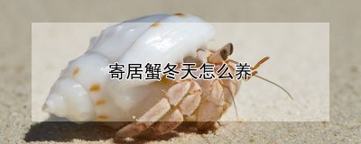 寄居蟹冬天如何养殖 冬季寄居蟹养殖技巧