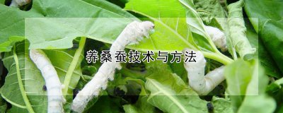 养桑蚕技术与方法 桑蚕养殖技巧及方法