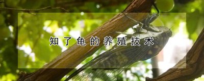 知了龟的养殖技术 知了龟饲养技巧