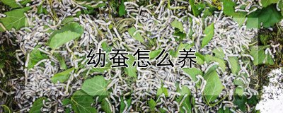 幼蚕怎么养 用以方法养蚕宝宝
以何种方式养护幼蚕