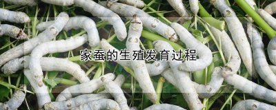 家蚕的生殖发育过程 家蚕的繁殖发展过程