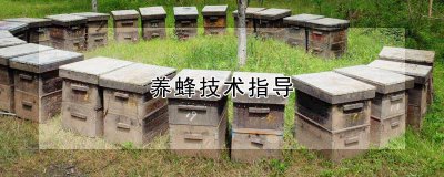 养蜂技术指导 蜜蜂养殖技巧指南