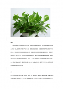 绿萝四季管理方法 绿萝的四季养护技巧