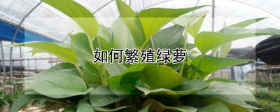 如何繁殖绿萝 绿萝怎样繁殖 -> 如何让绿萝繁殖