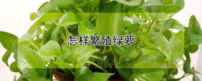 怎样繁殖绿萝 如何繁殖绿萝？