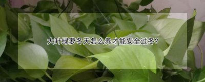 大叶绿萝冬天怎么养才能安全过冬？ 大叶绿萝冬天如何养护才能安全过冬