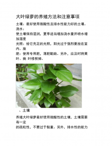 绿萝需要什么样的肥水条件 绿萝的肥水要求是什么样的？