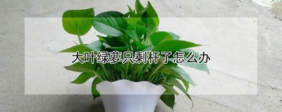 大叶绿萝只剩杆了如何处理 大叶绿萝只留下根部怎么办？