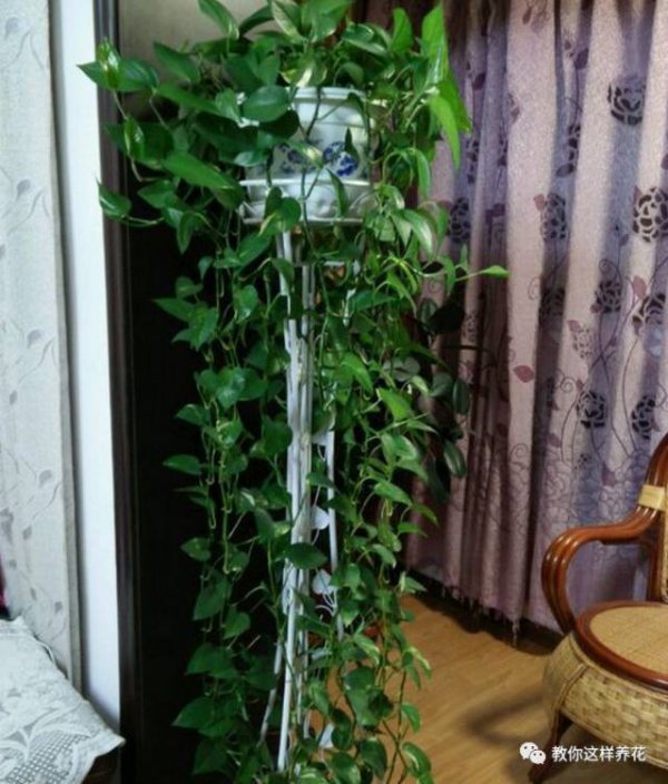怎样制作绿萝图腾柱