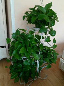 北方绿萝更新复壮 新绿萝北更新 复壮
绿萝北更新 复壮