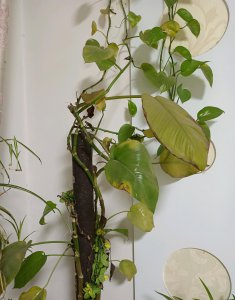 绿萝为何入春后叶片下垂枯焦 绿萝为何春后叶子垂萎？