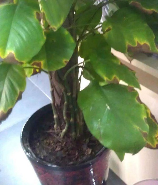 绿萝下部叶片脱落怎么办