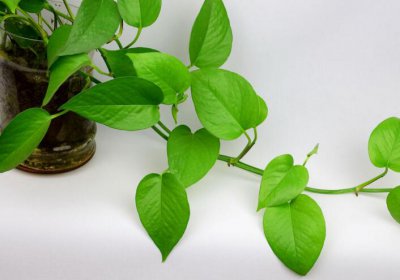适合绿萝的肥料 绿萝施肥注意事项