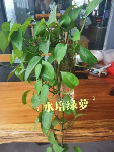 绿萝水养方法 绿萝如何正确养护
绿萝的水培养护技巧