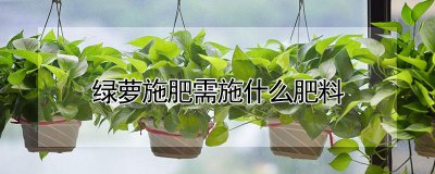 绿萝施肥需施什么肥料 绿萝施肥应选用何种肥料