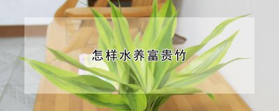 怎样水养富贵竹 富贵竹的水养技巧