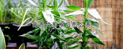 富贵竹剪根后如何养 富贵竹修剪后的养护技巧