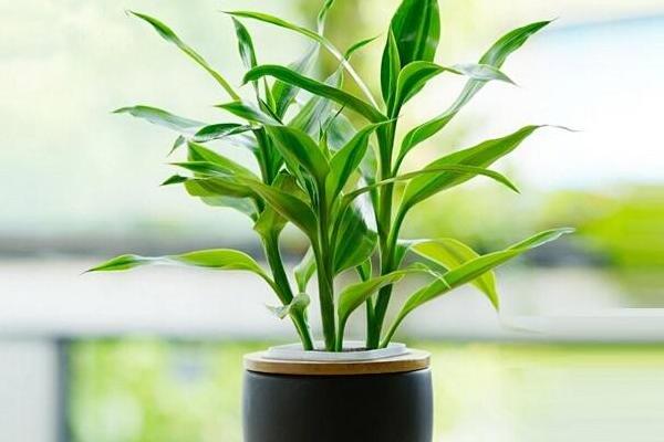富贵竹在春天的养护技巧