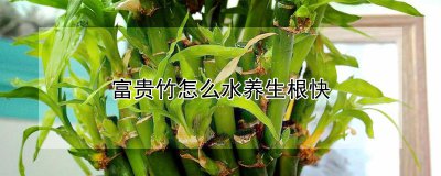 富贵竹如何水养生根快 怎样浇水才能让富贵竹生根更快？