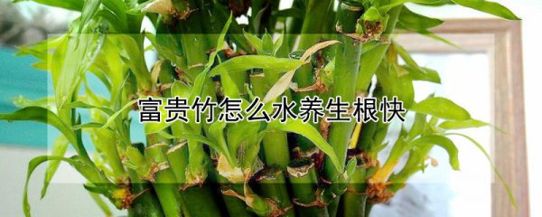 富贵竹如何水养生根快