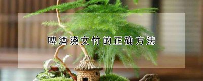 啤酒浇文竹的正确方法 文竹喜欢喝啤酒？