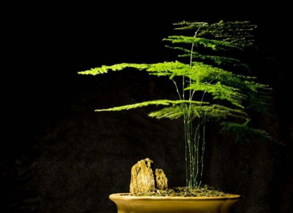 摆放在不同的位置有着不同的含义