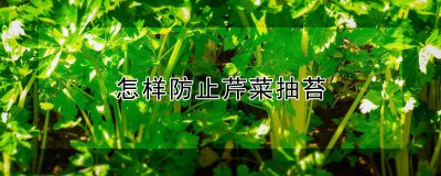 如何防止芹菜抽苔 预防芹菜长花的方法