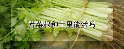 芹菜根种土可以活吗 芹菜根种植土是否适合生长？