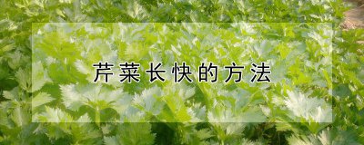 芹菜如何才能快速生长 如何让芹菜快速生长
芹菜的快速生长技巧