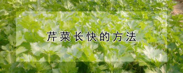 芹菜如何才能快速生长