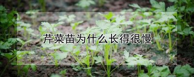 芹菜苗长得慢的原因 芹菜生长速度缓慢的原因