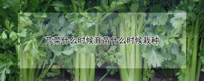 芹菜育苗栽种时间 芹菜种植时间点
