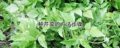 种芹菜的方法步骤 如何种植芹菜？
