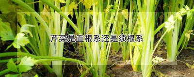 芹菜是直根系还是须根系 芹菜属于哪种根系结构？