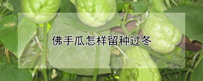 佛手瓜如何留种过冬 如何保存佛手瓜种子过冬