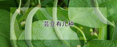 芸豆有几种 芸豆的种类有几种？