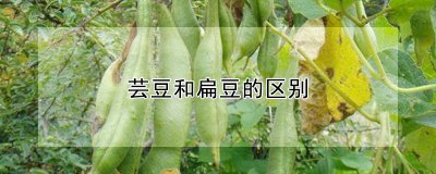 芸豆与扁豆有什么不同 芸豆与扁豆的区别在哪里？